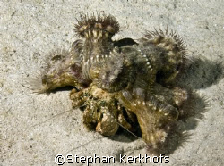 Anemone Hermit Crab (Dardanus tinctor) taken on a nightdi... by Stephan Kerkhofs 